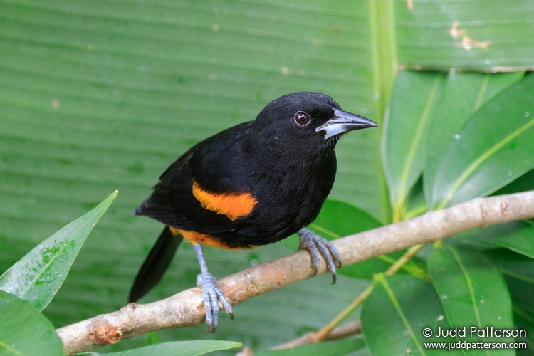 St. Lucia Oriole, Saint Lucia